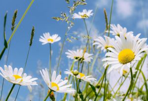 Daisies